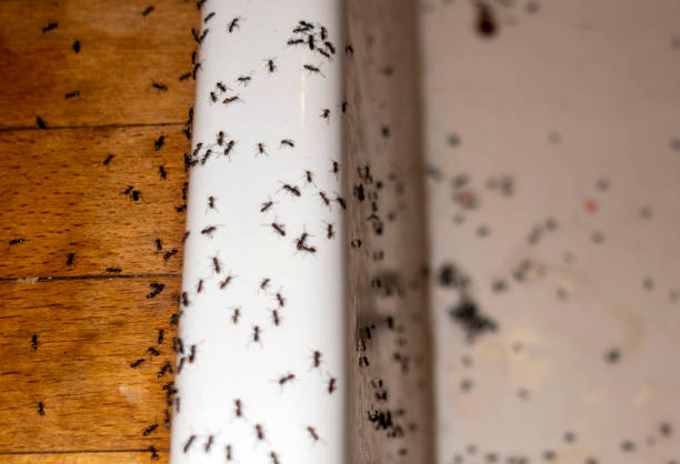 Best Commercial Pest Control Services  in Oatfield, OR