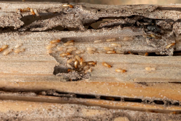 Best Commercial Pest Control Services  in Oatfield, OR
