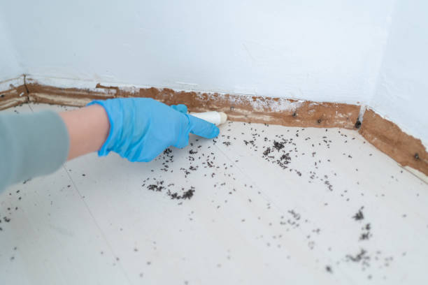 Best Termite Control Services  in Oatfield, OR